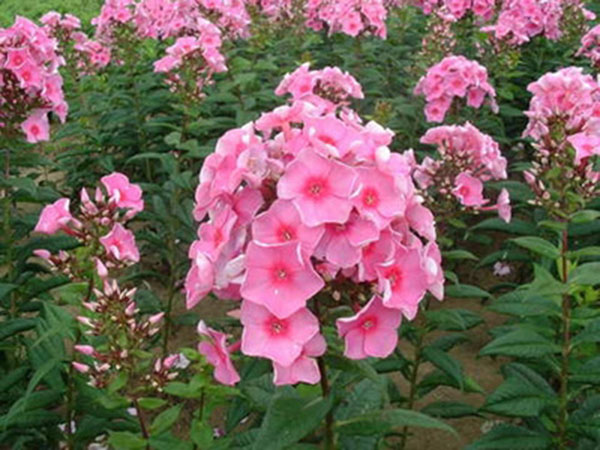 什么是宿根系列花卉